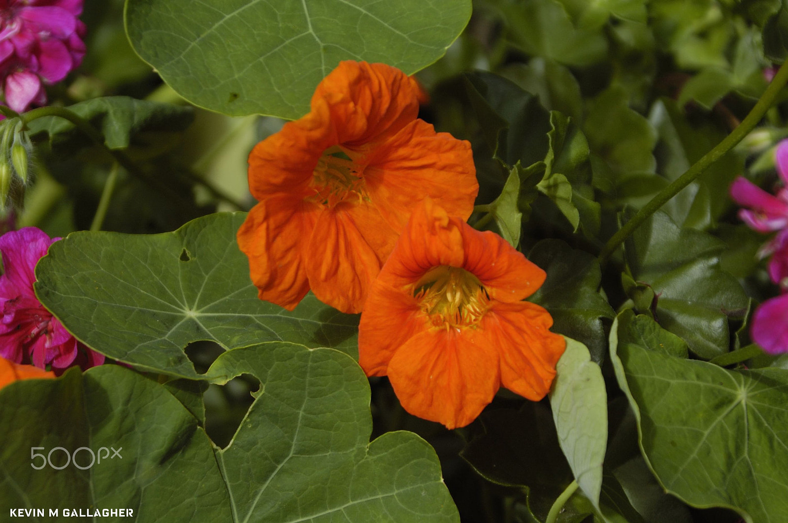 Nikon D70s sample photo. Red nasturtium o photography