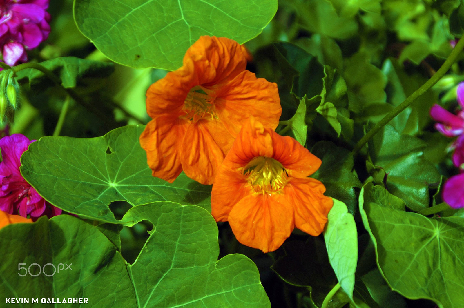 Nikon D70s sample photo. Red nasturtium flowers o photography