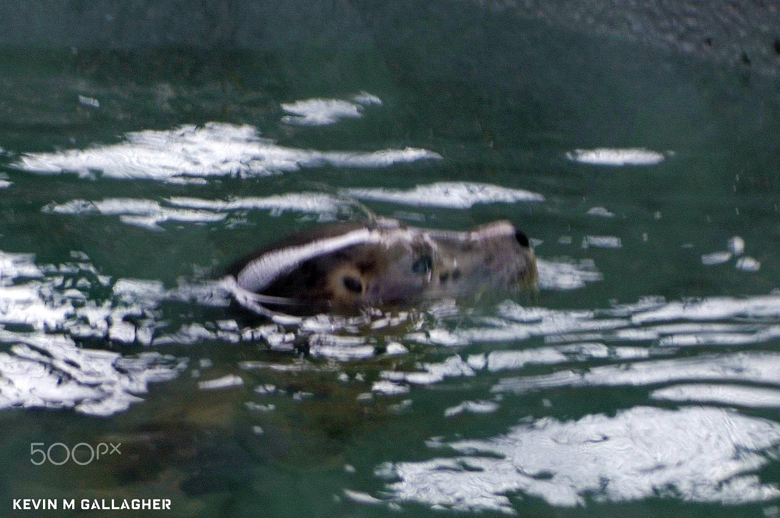 Nikon D70s sample photo. Rescued california sea lion o photography