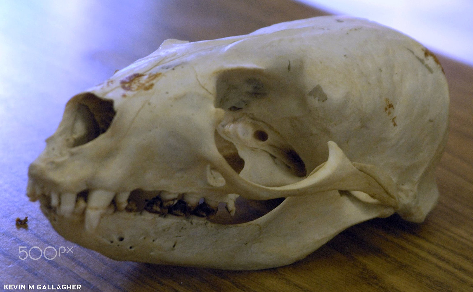 Nikon D70s sample photo. Sea lion skull o photography