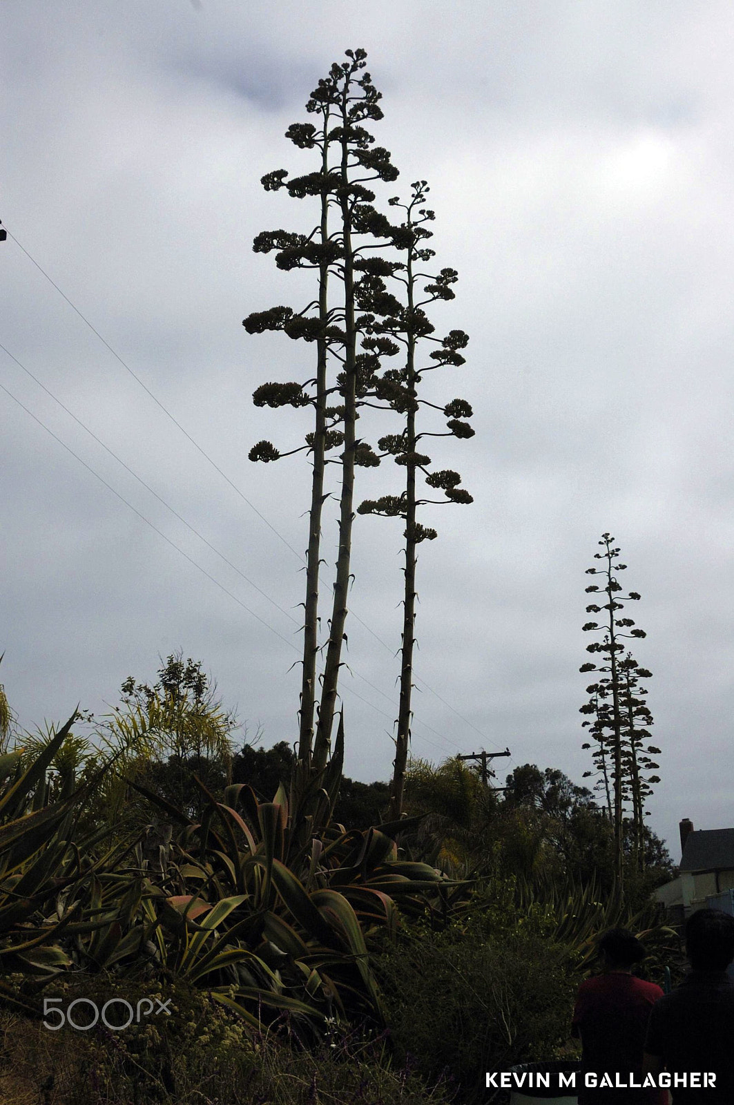 Nikon D70s sample photo. Silouette of agave americana in bloom o photography