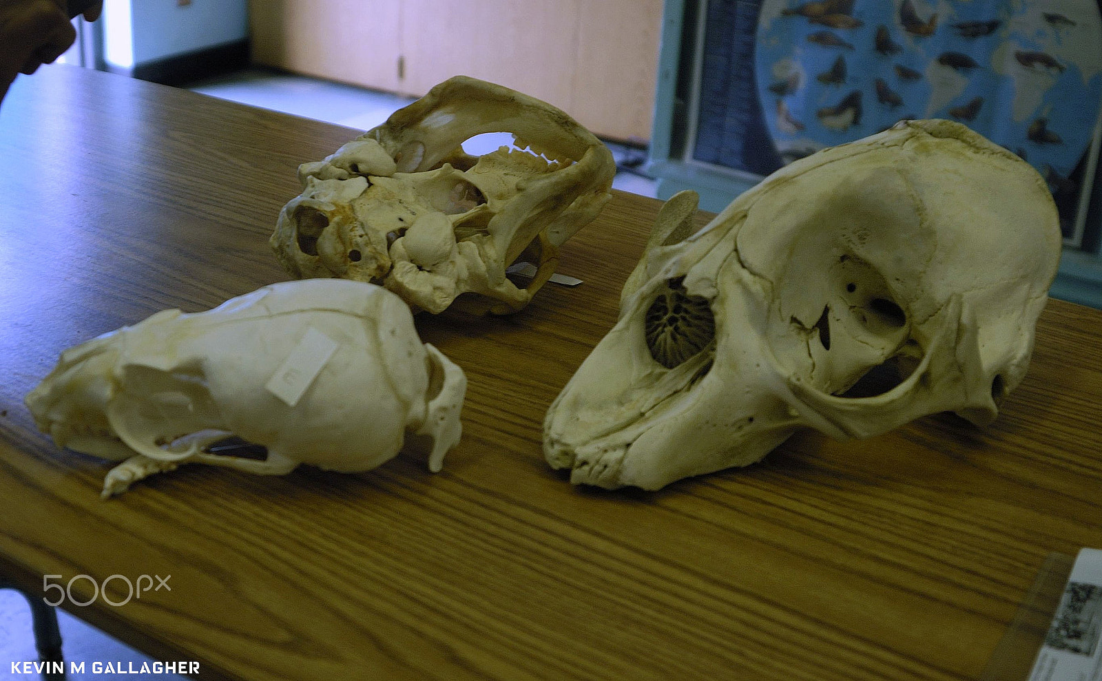 Nikon D70s sample photo. Skulls of marine mammals o photography
