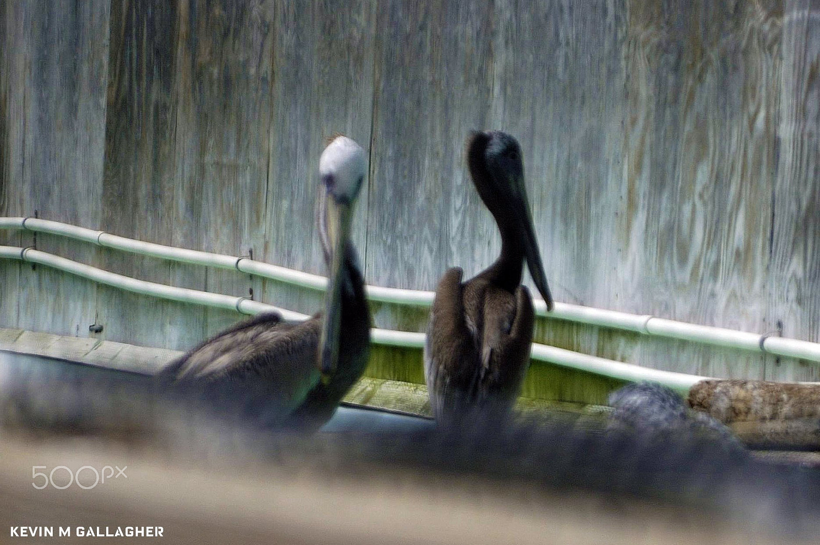 Nikon D70s sample photo. Sneaking up on rescued pelicans o photography