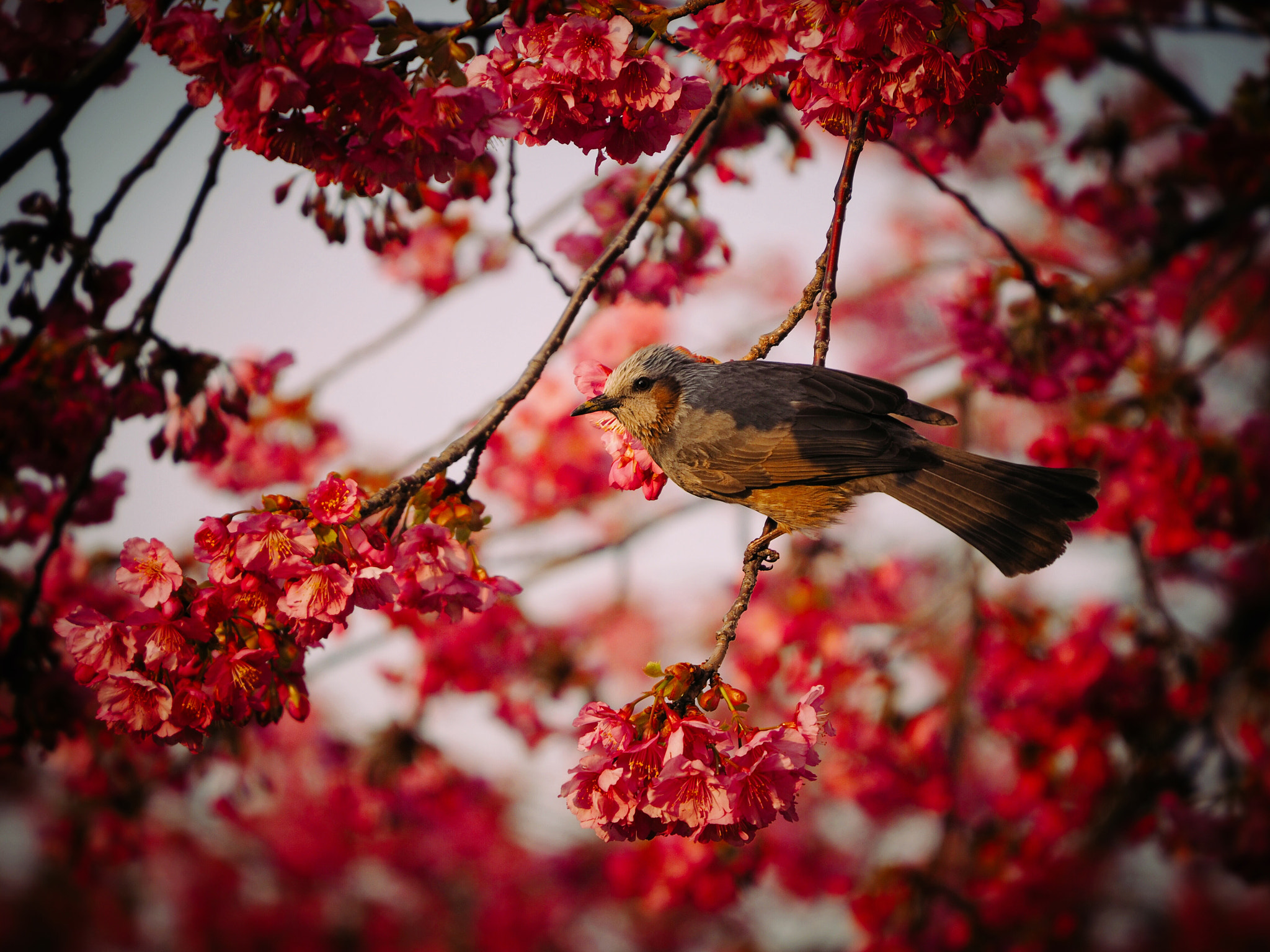 Olympus OM-D E-M10 II sample photo. A bulbul photography