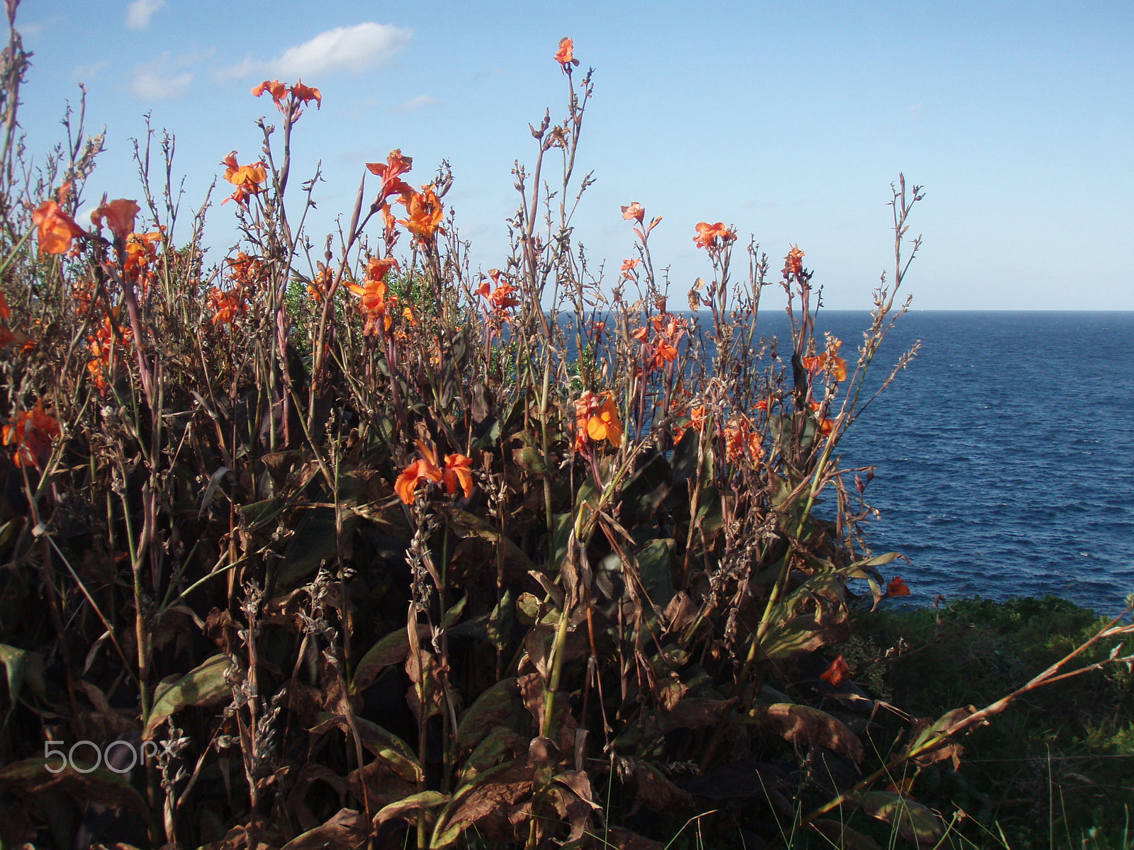 Olympus u720SW,S720SW sample photo. Coogee flowers photography