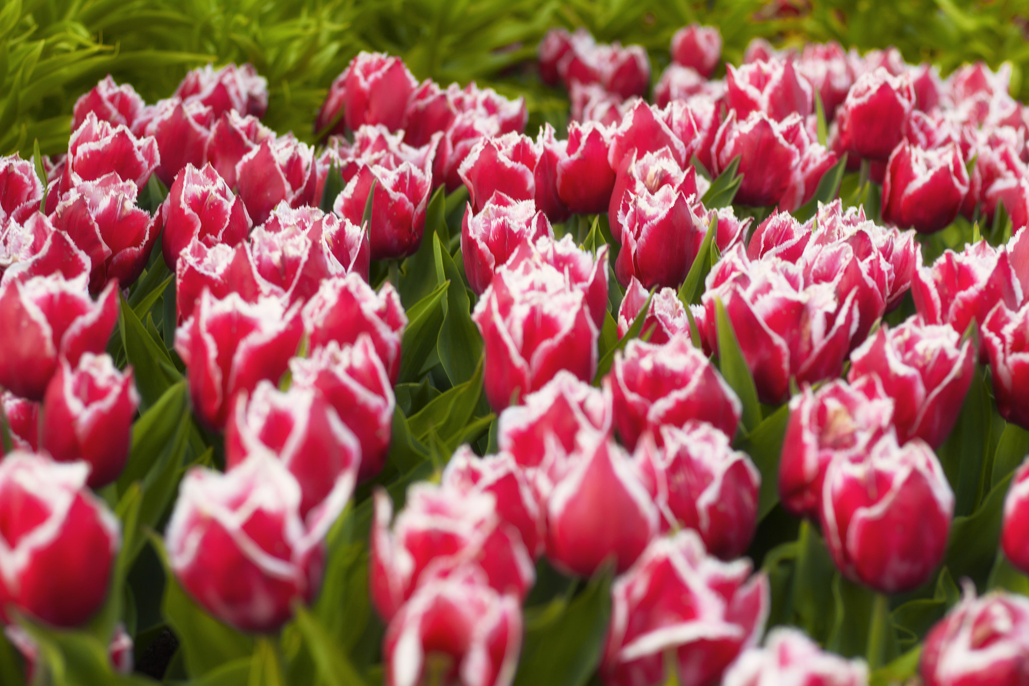 Canon EOS 600D (Rebel EOS T3i / EOS Kiss X5) sample photo. Tulips season photography
