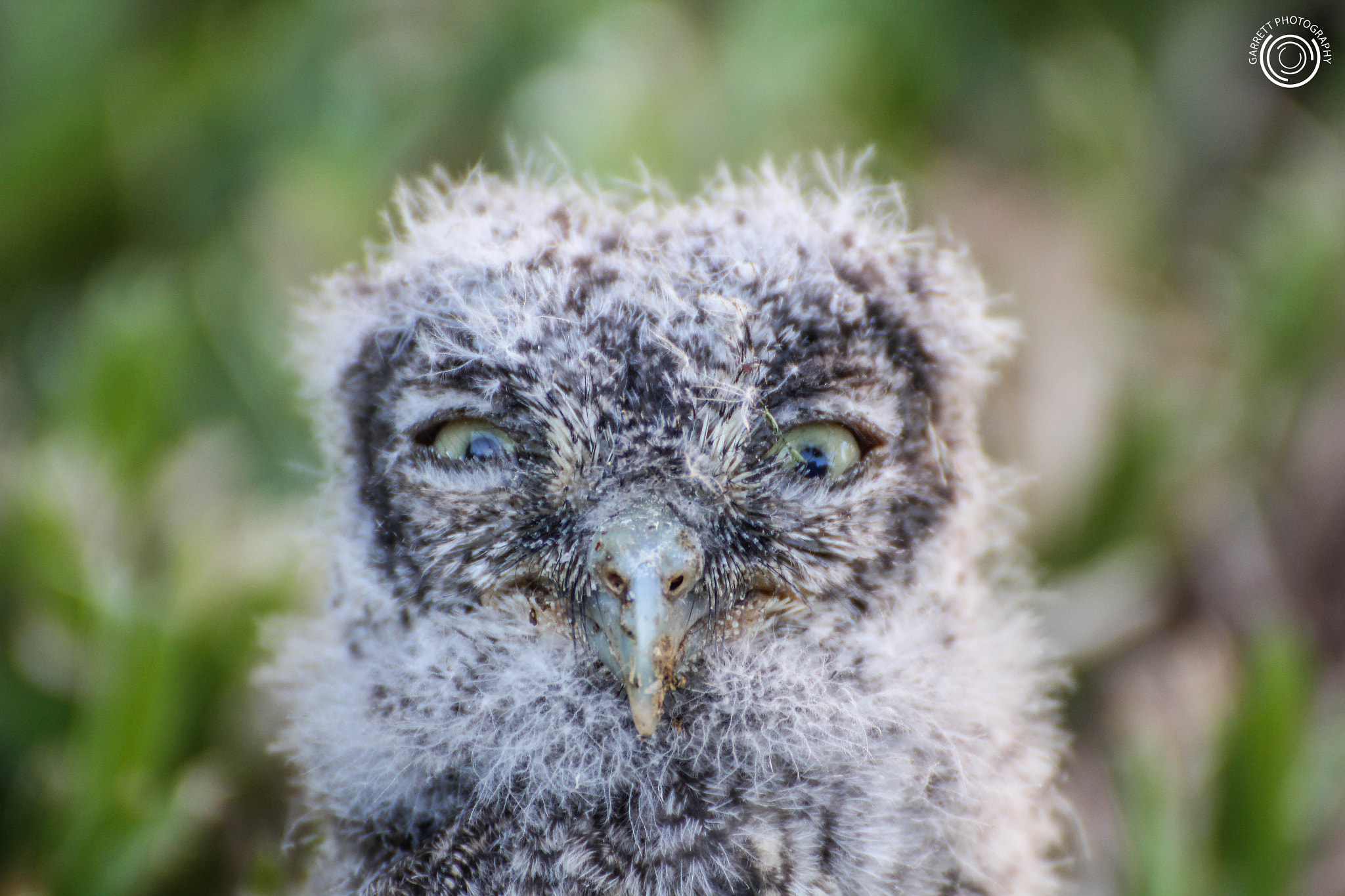 Tamron SP 35mm F1.8 Di VC USD sample photo. Frank the owl photography