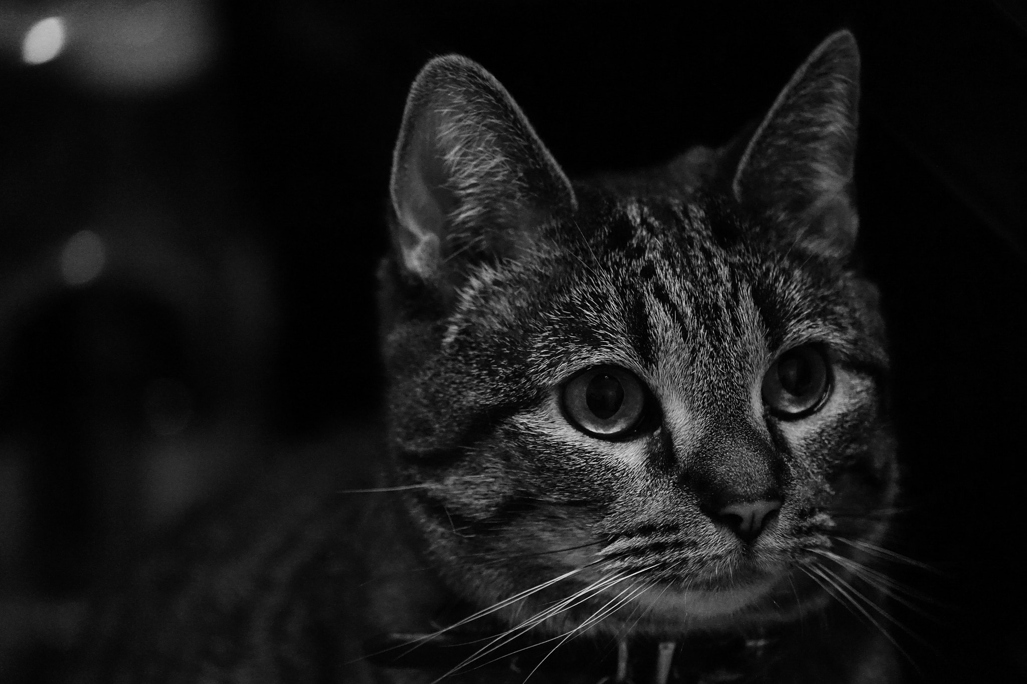 Sony a7 II + Sony FE 70-300mm F4.5-5.6 G OSS sample photo. Lovely cat in my house. photography