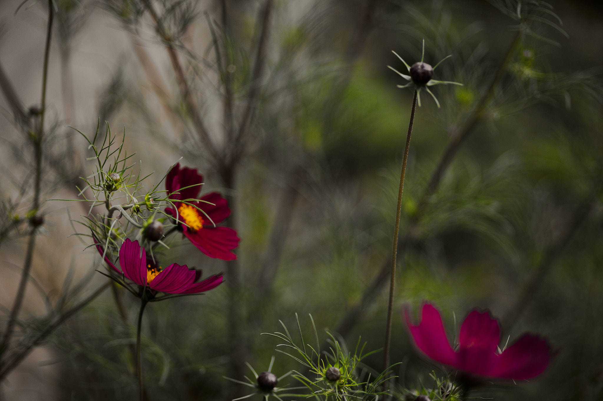 Canon EOS 5D + Sigma 105mm F2.8 EX DG Macro sample photo. Img_2889.jpg photography