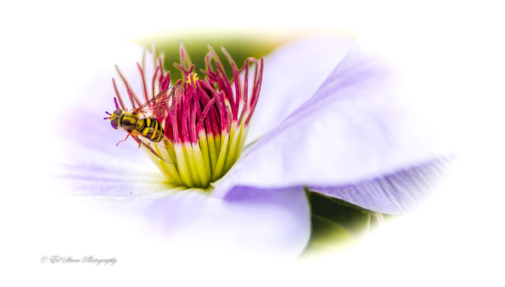 Tamron SP AF 90mm F2.8 Di Macro sample photo. The bee fly and the clematis photography