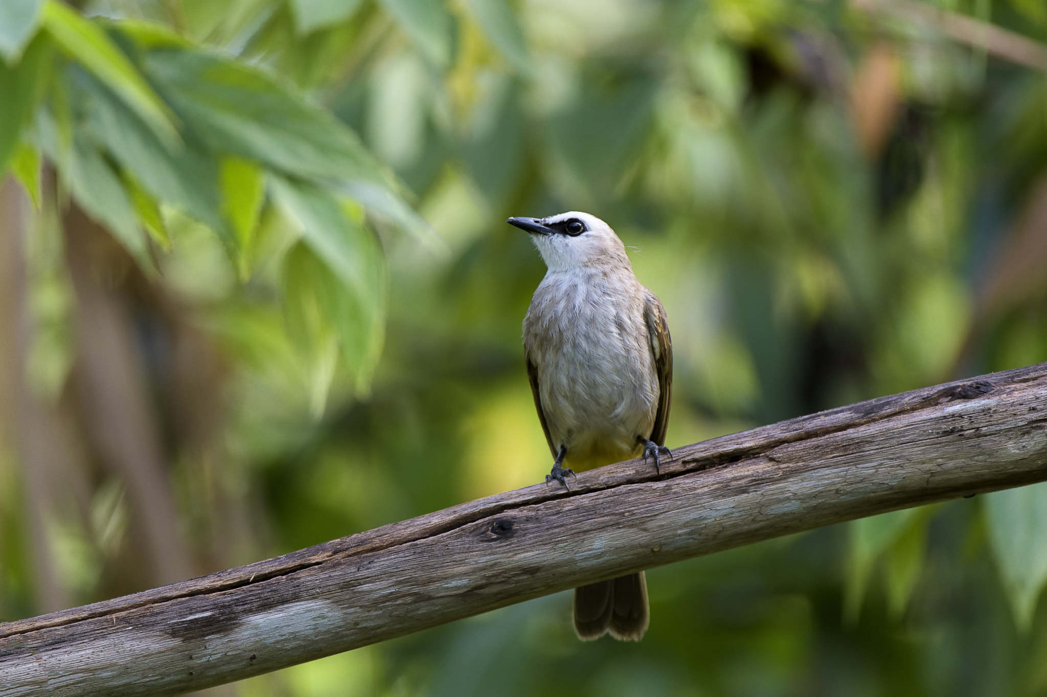 Nikon AF-S Nikkor 200-400mm F4G ED-IF VR sample photo. Common beauty photography
