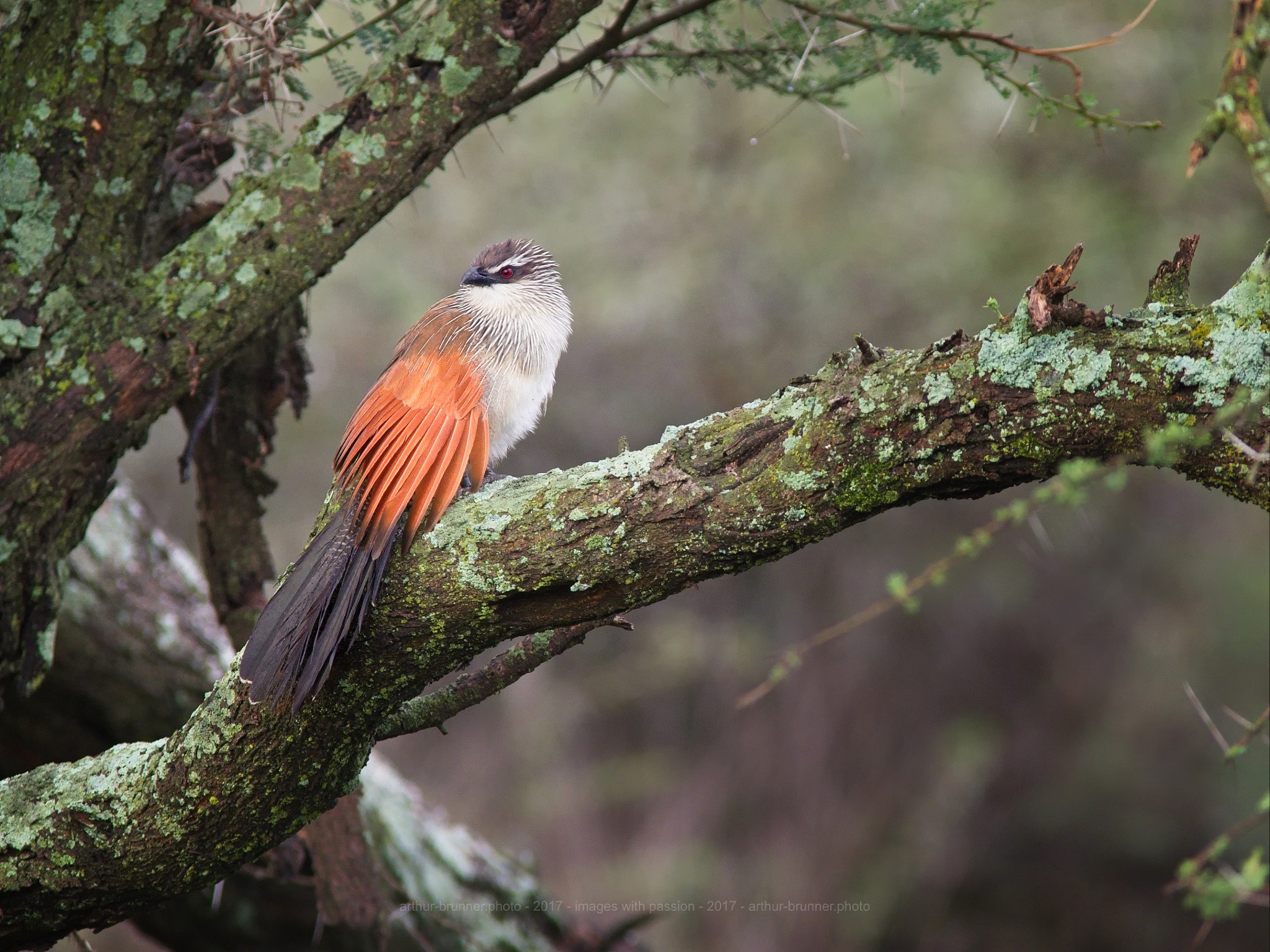 Olympus Zuiko Digital ED 90-250mm F2.8 sample photo. Burchell´s kuckuck photography