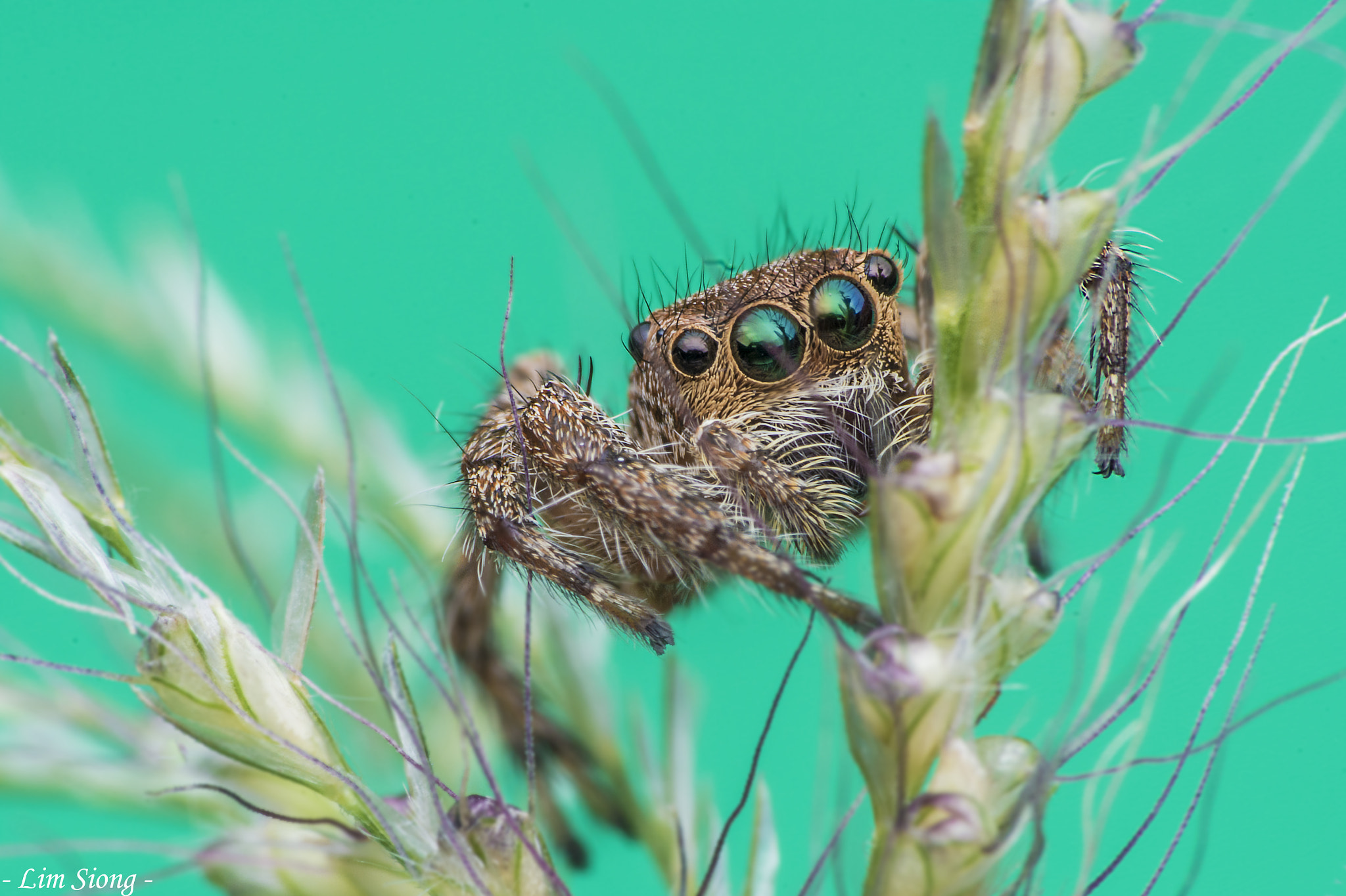 Sigma 70-300mm F4-5.6 APO DG Macro sample photo. Jumping spider photography