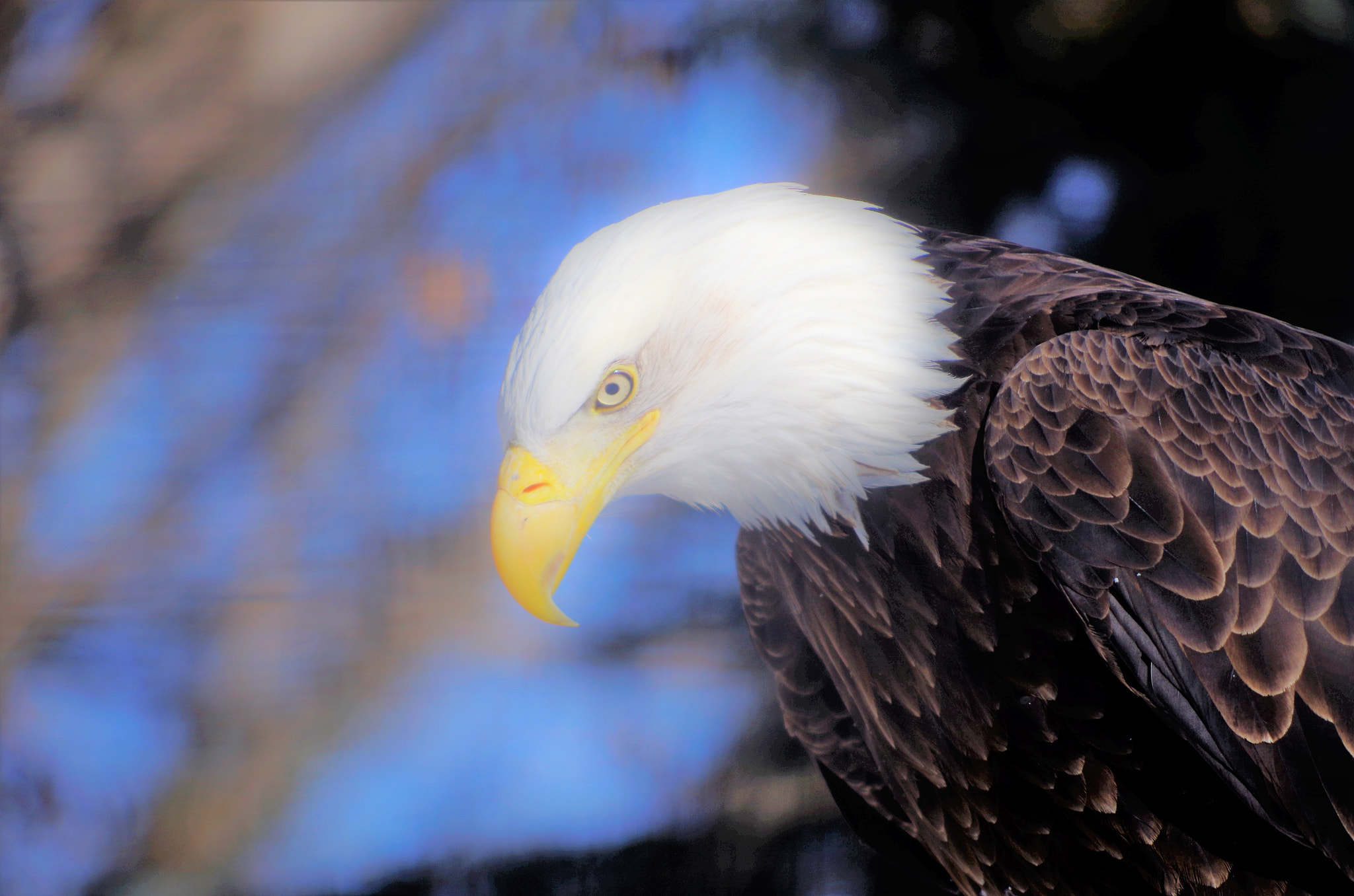 smc PENTAX-DA L 55-300mm F4-5.8 ED sample photo. Eagle photography