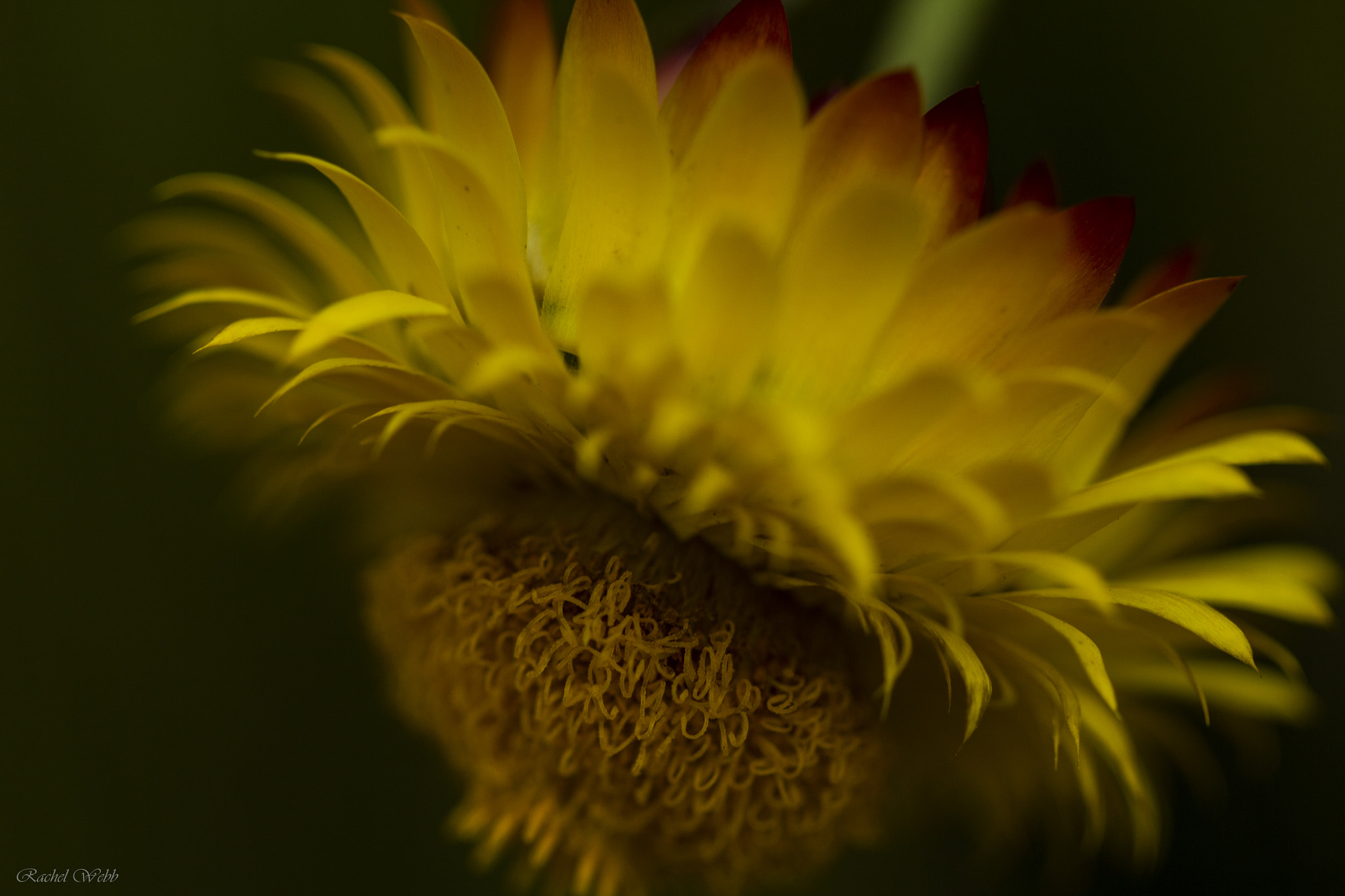 Canon EF 100mm F2.8L Macro IS USM sample photo. Wintergarden photography