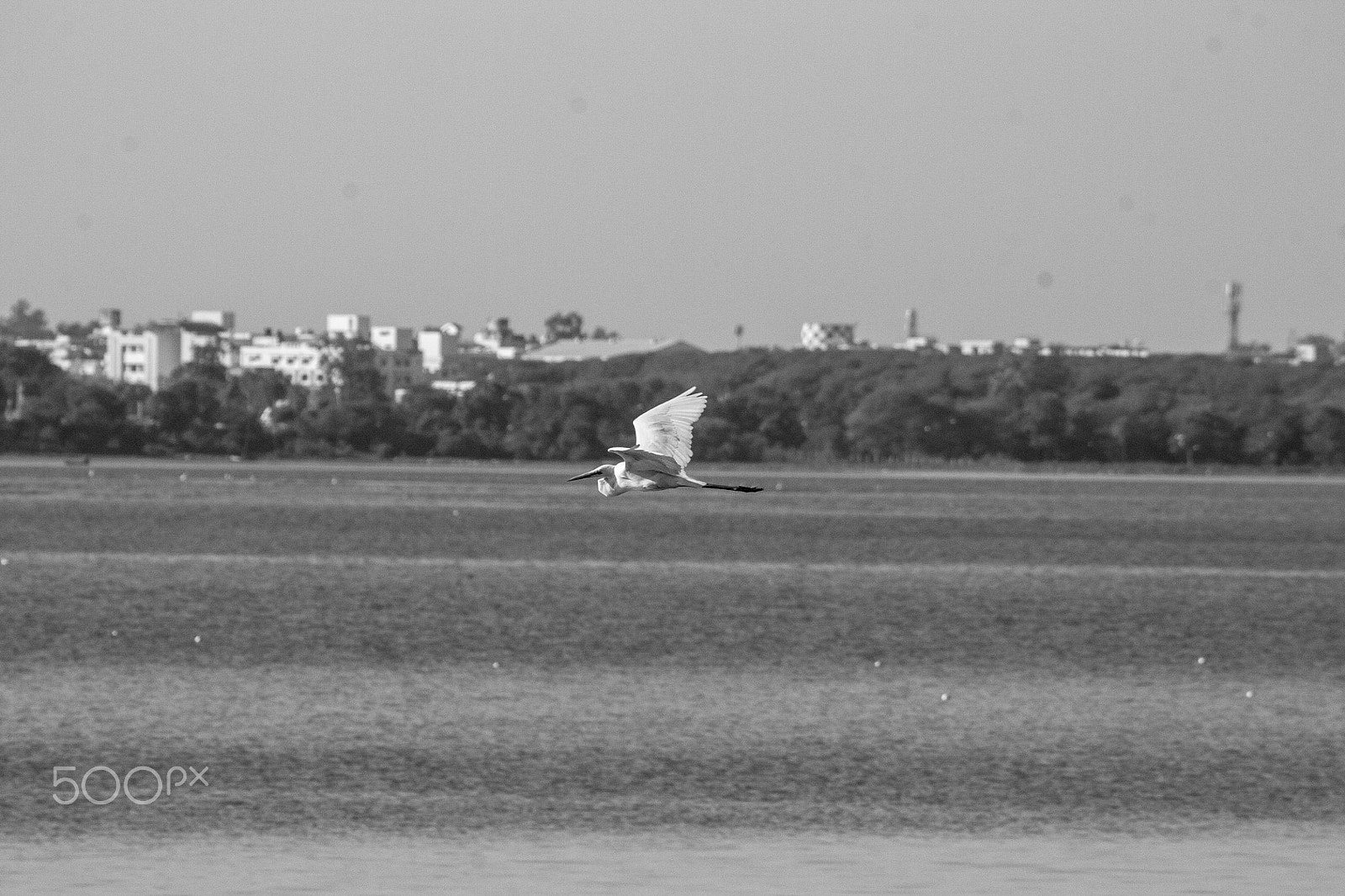 Canon EOS 1100D (EOS Rebel T3 / EOS Kiss X50) sample photo. Fly high photography