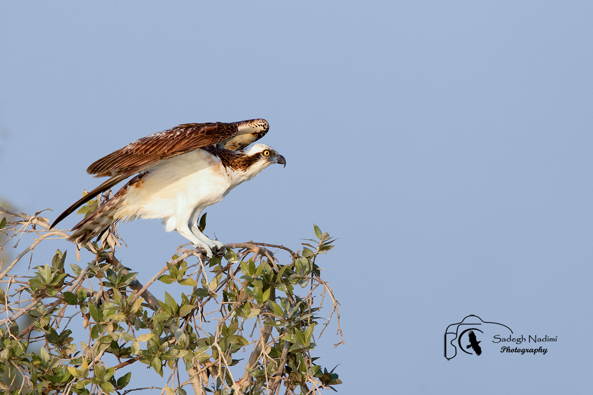 Canon EF 600mm F4L IS II USM sample photo
