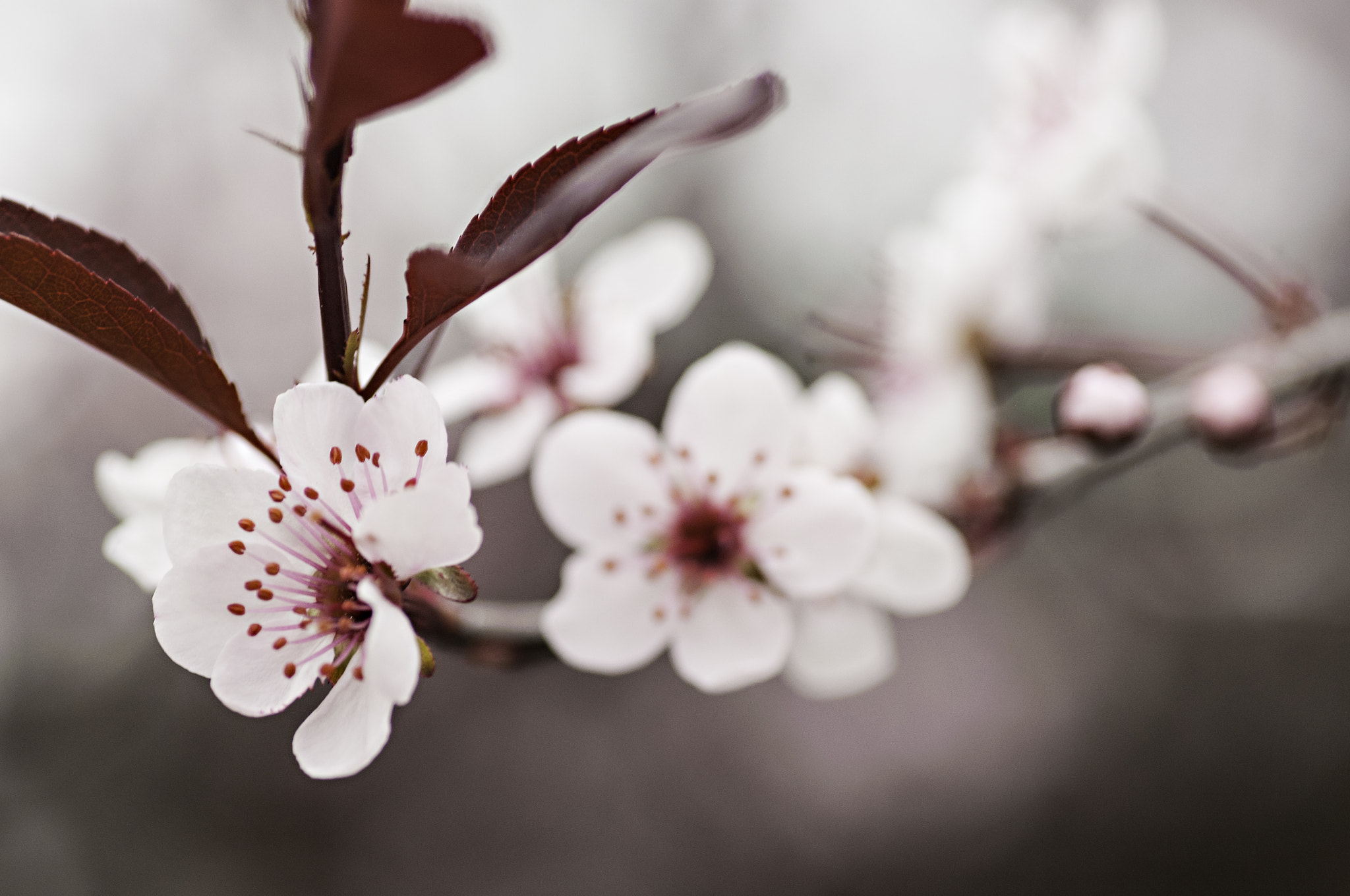 Nikon D300 sample photo. In bloom photography
