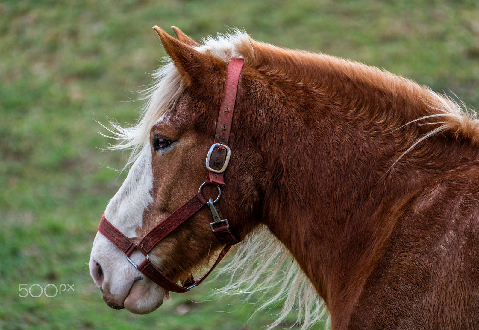 Fujifilm XF 100-400mm F4.5-5.6 R LM OIS WR sample photo. Belgian in the wind photography