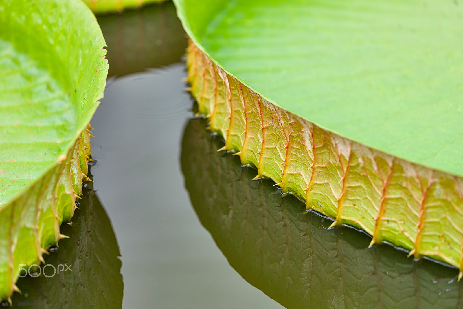 Sony a7 II + Sony FE 90mm F2.8 Macro G OSS sample photo. Cautious 1 photography