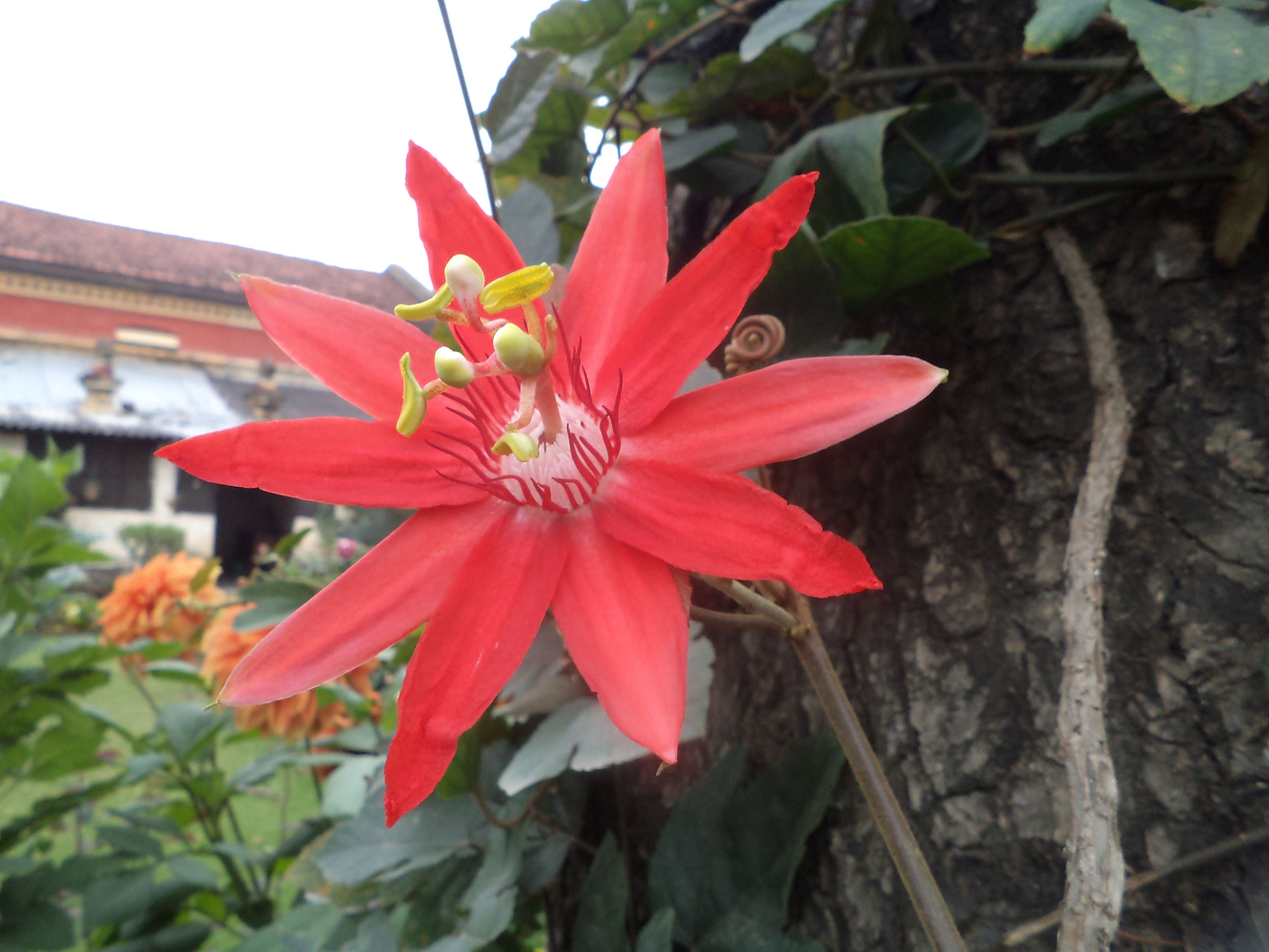 Sony DSC-S3000 sample photo. Passion flower photography