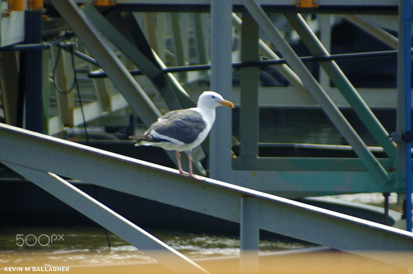 Nikon D70s + Tamron AF 28-300mm F3.5-6.3 XR Di LD Aspherical (IF) Macro sample photo. Seagull at hyperion o photography