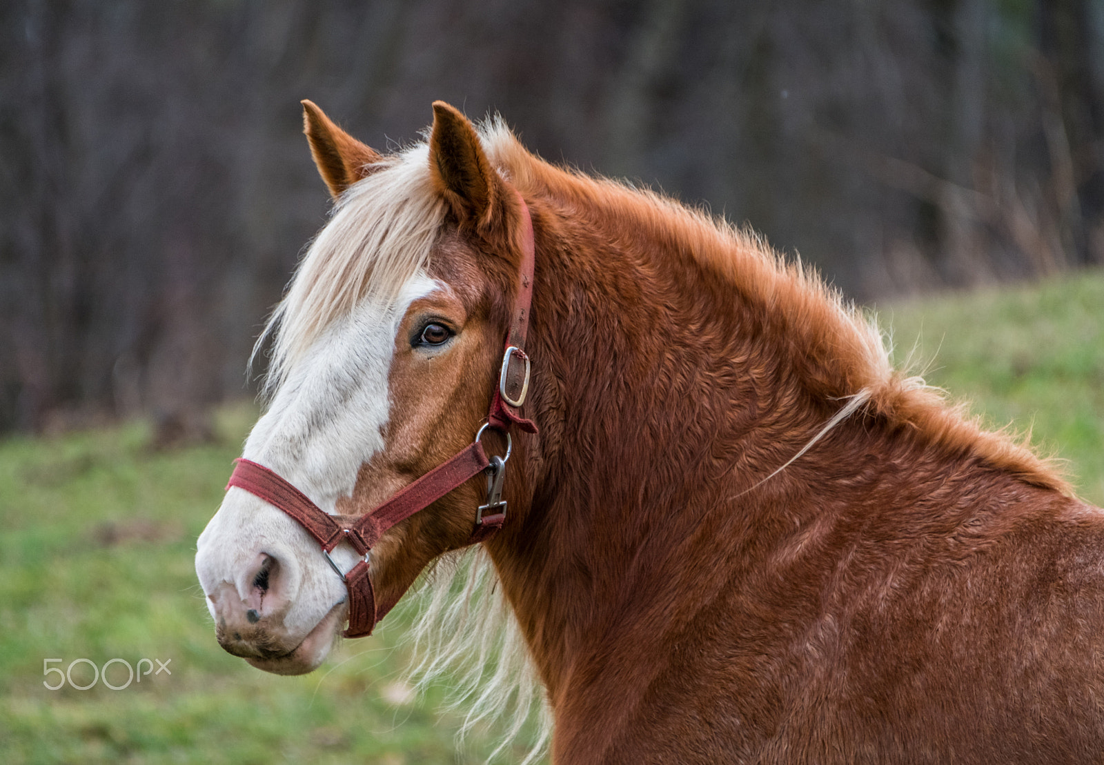 Fujifilm XF 100-400mm F4.5-5.6 R LM OIS WR sample photo. Big red photography