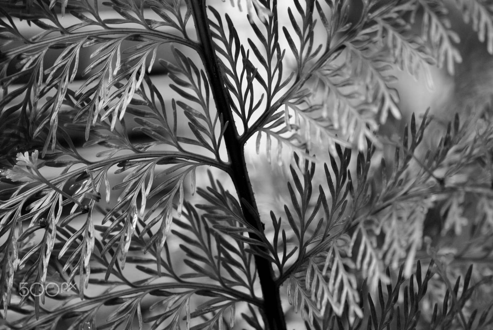 Sigma 70-300mm F4-5.6 APO DG Macro sample photo. Fern foliage photography