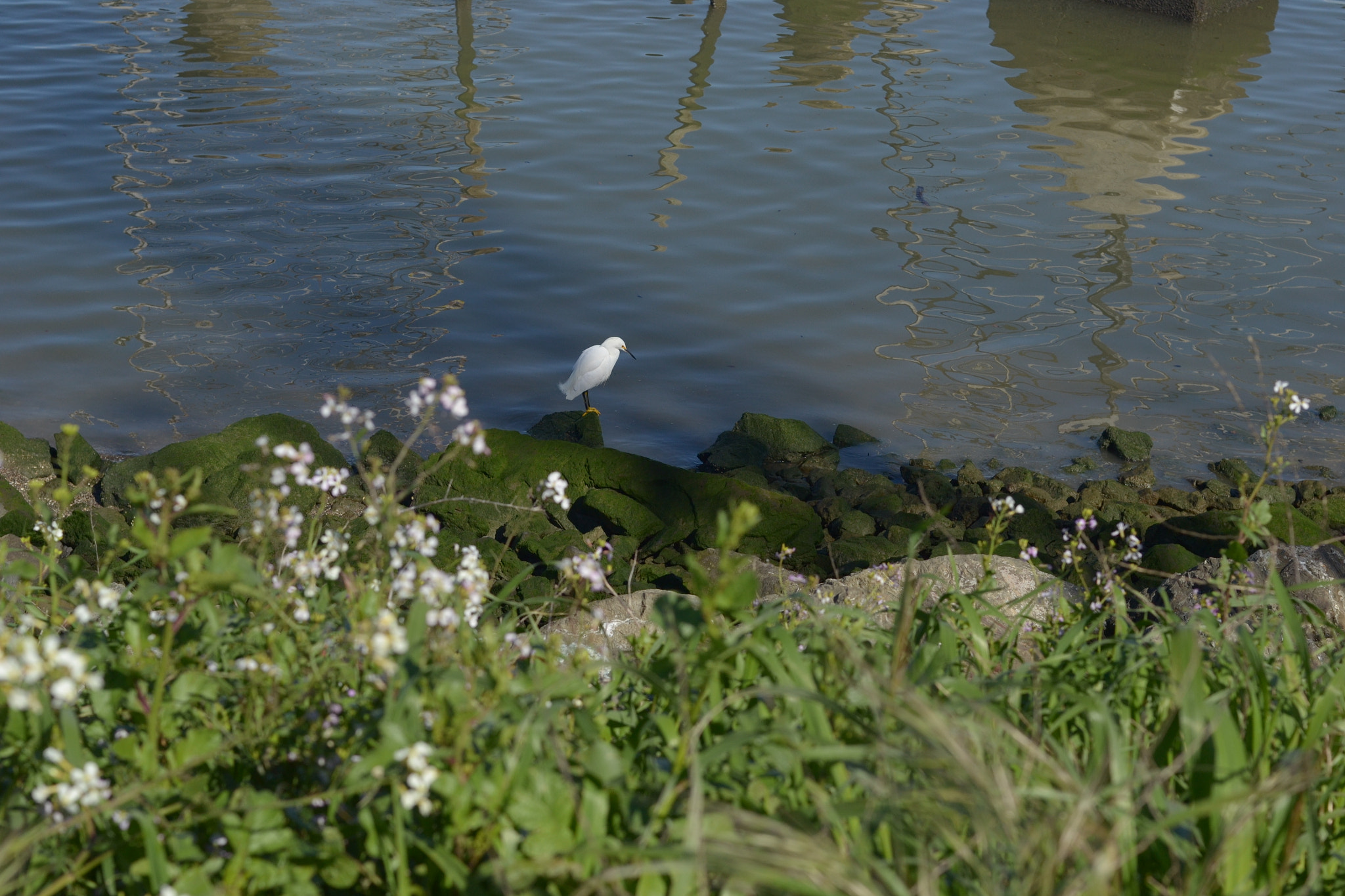 Nikon D3100 + Nikon AF Nikkor 50mm F1.4D sample photo. Contemplating water photography