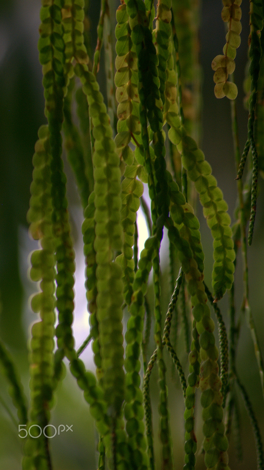 Sigma 70-300mm F4-5.6 APO DG Macro sample photo. Lycopodium photography