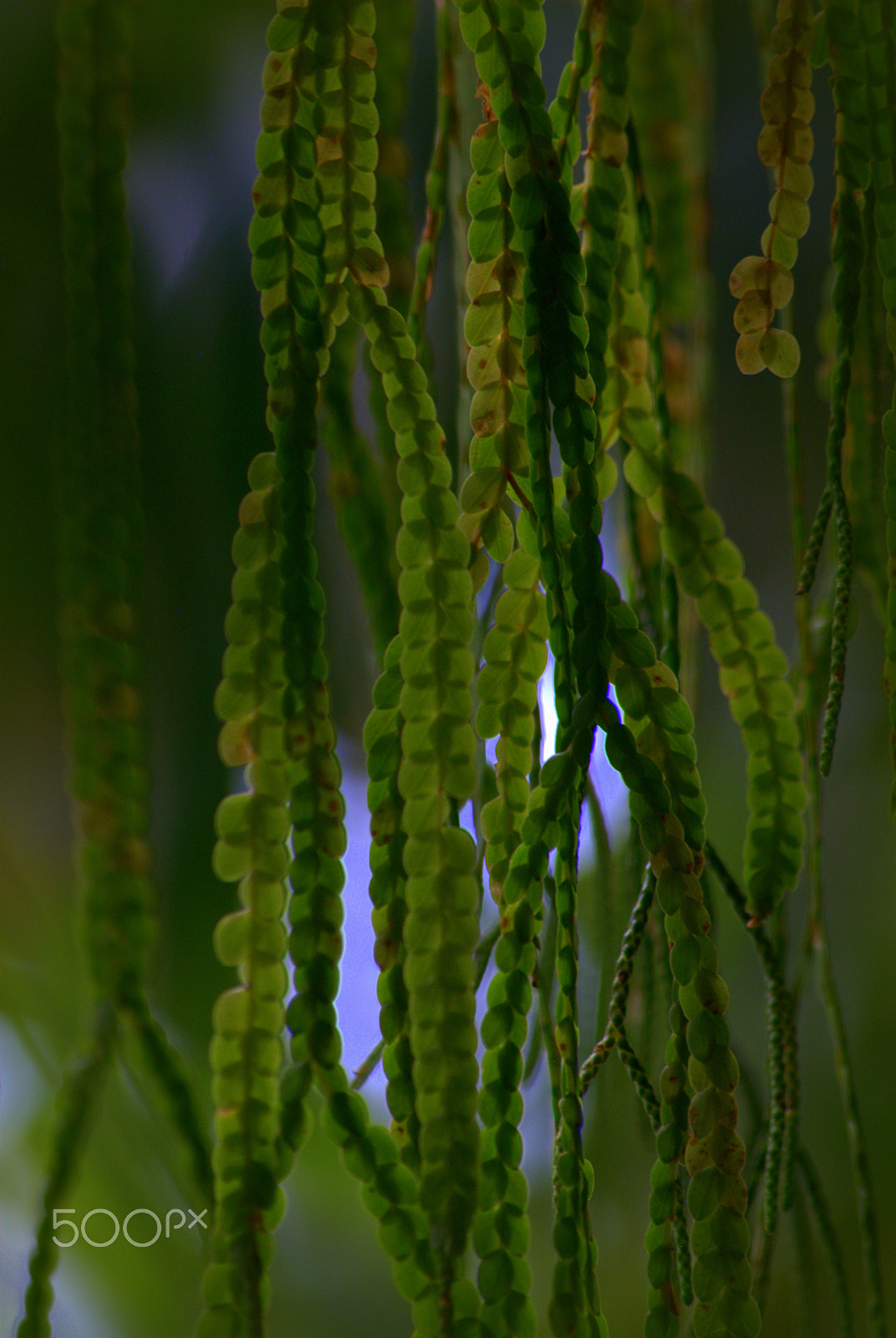 Sigma 70-300mm F4-5.6 APO DG Macro sample photo. Lycopodium photography