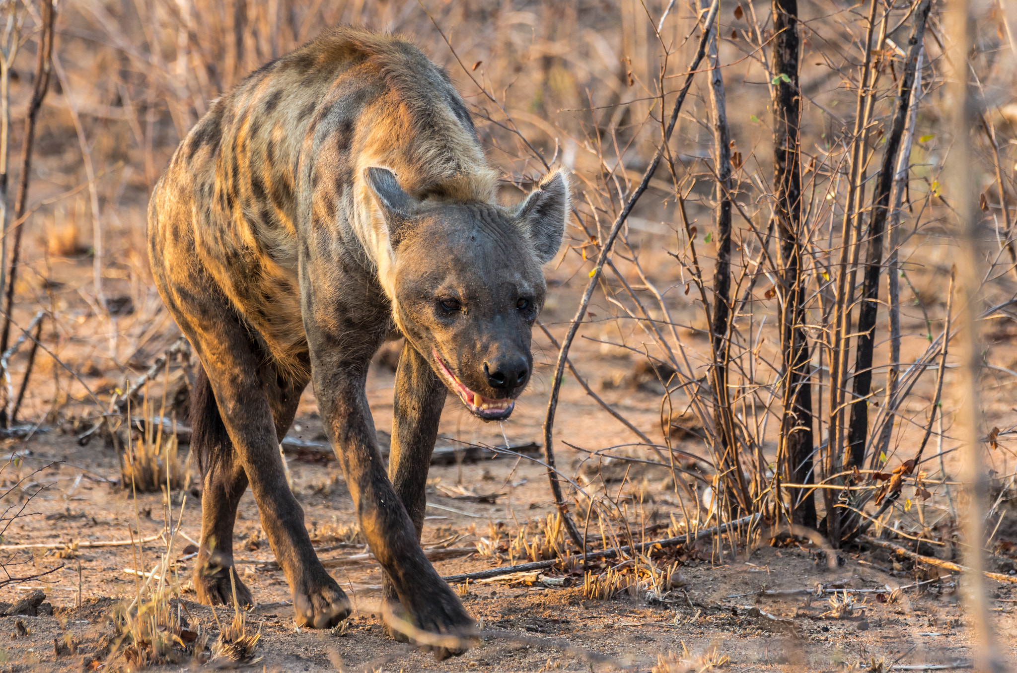 Pentax K-5 II sample photo. Hyena incoming photography