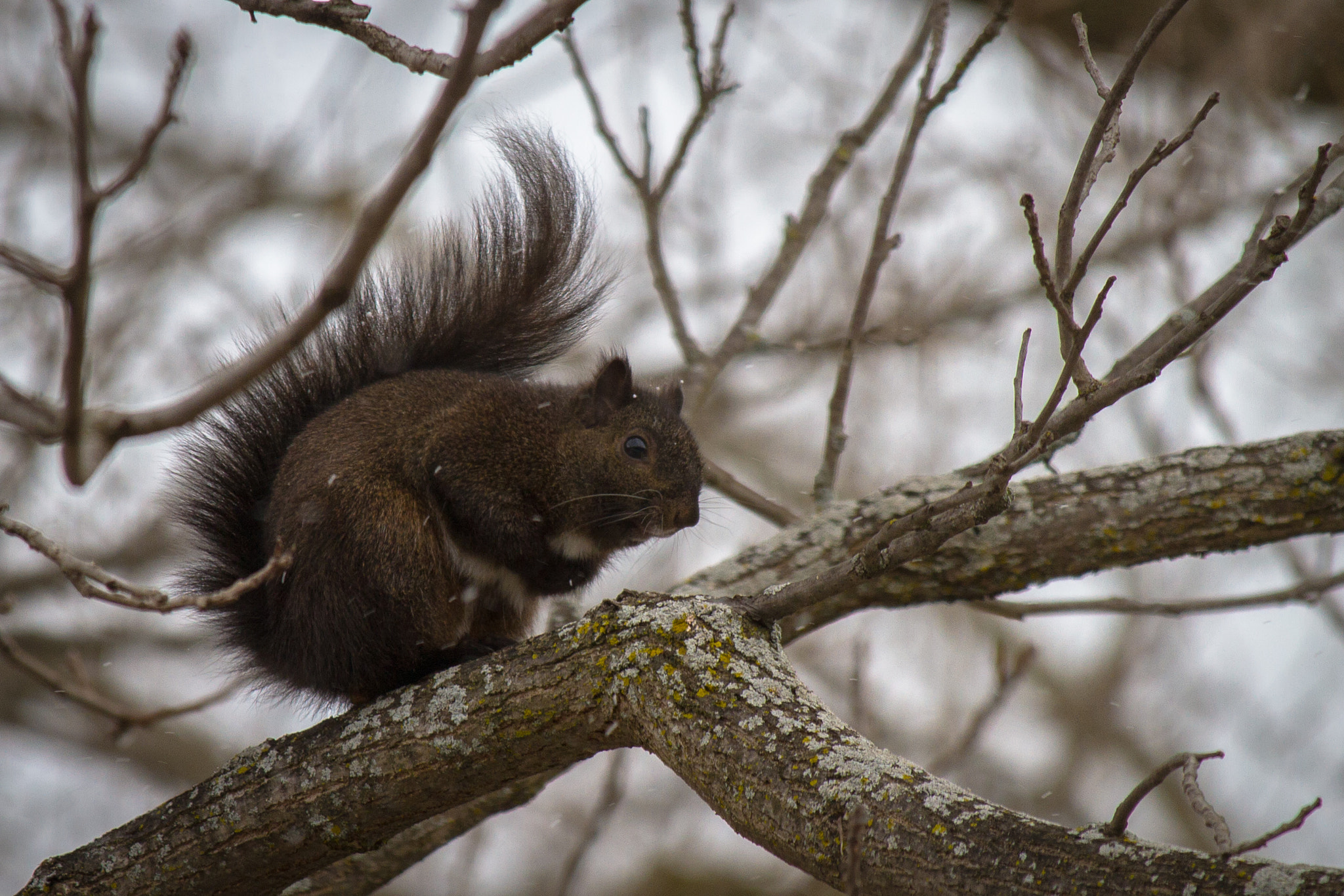 Canon EOS 7D + Canon EF-S 55-250mm F4-5.6 IS STM sample photo. Squirrel i 170303 photography