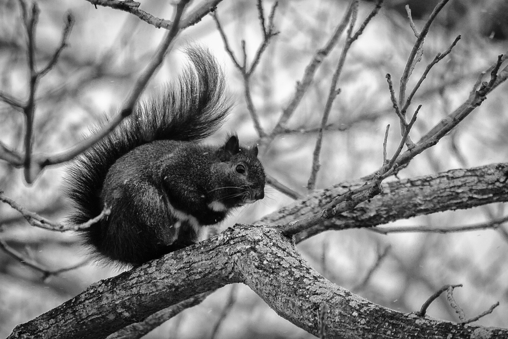 Canon EF-S 55-250mm F4-5.6 IS STM sample photo. Squirrel ii 170303 photography