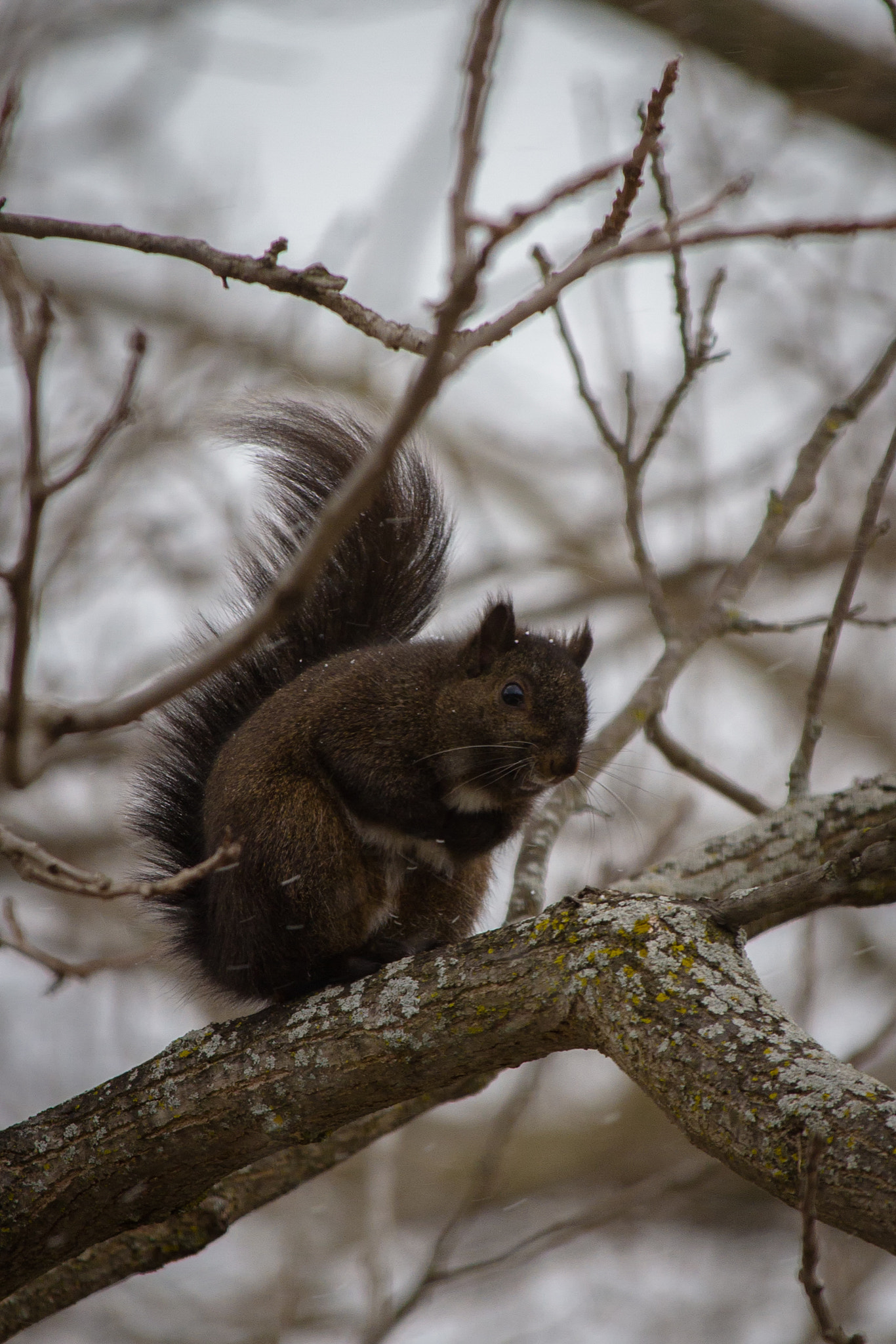 Canon EOS 7D + Canon EF-S 55-250mm F4-5.6 IS STM sample photo. Squirrel iii 170303 photography