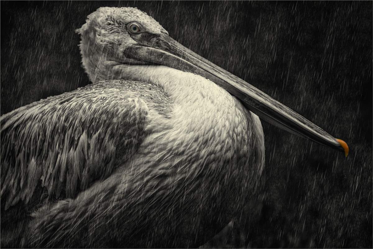 Sigma 50-500mm F4.5-6.3 DG OS HSM sample photo. Pelecanus crispus photography
