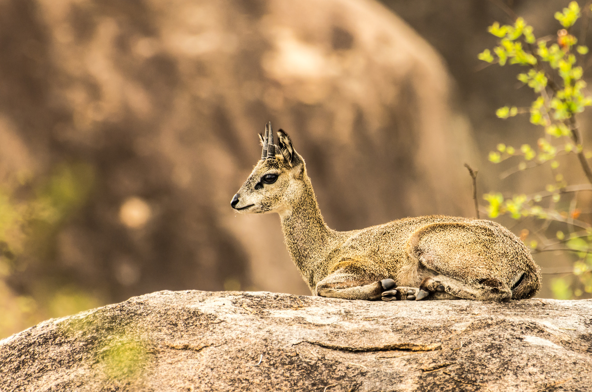 Pentax K-5 II sample photo. Klipspringer photography