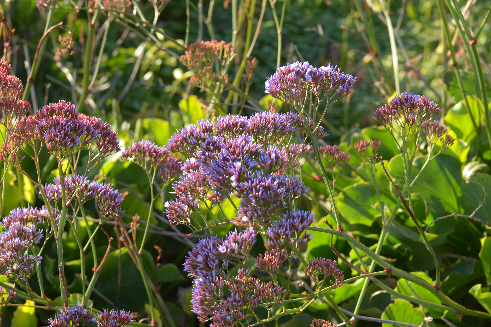 Nikon D3100 + Nikon AF Nikkor 50mm F1.4D sample photo. Wildflowers photography