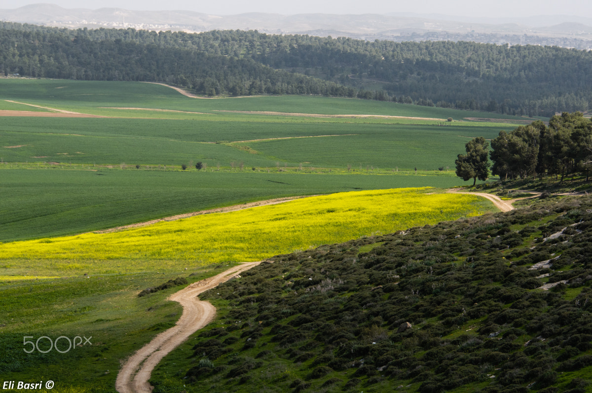 Nikon D300S sample photo. Lahav forest photography