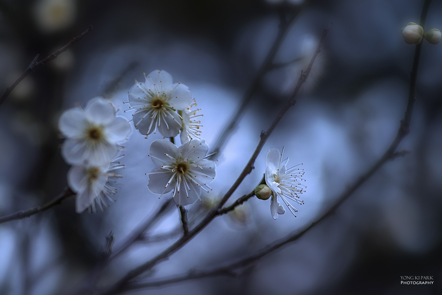 Pentax K-1 sample photo. Spring of the south-3 photography