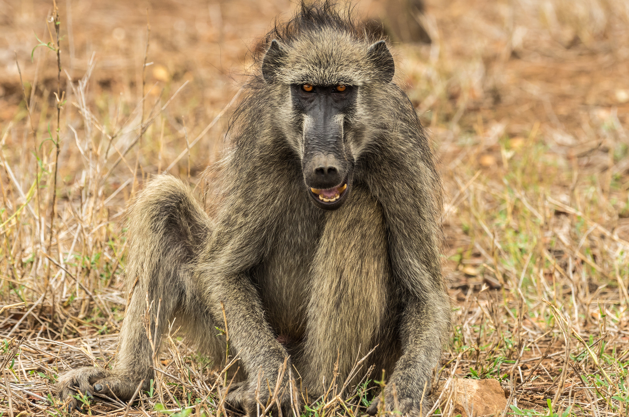 Pentax D FA 150-450mm F4.5-5.6 ED DC AW sample photo. Chacma baboon photography