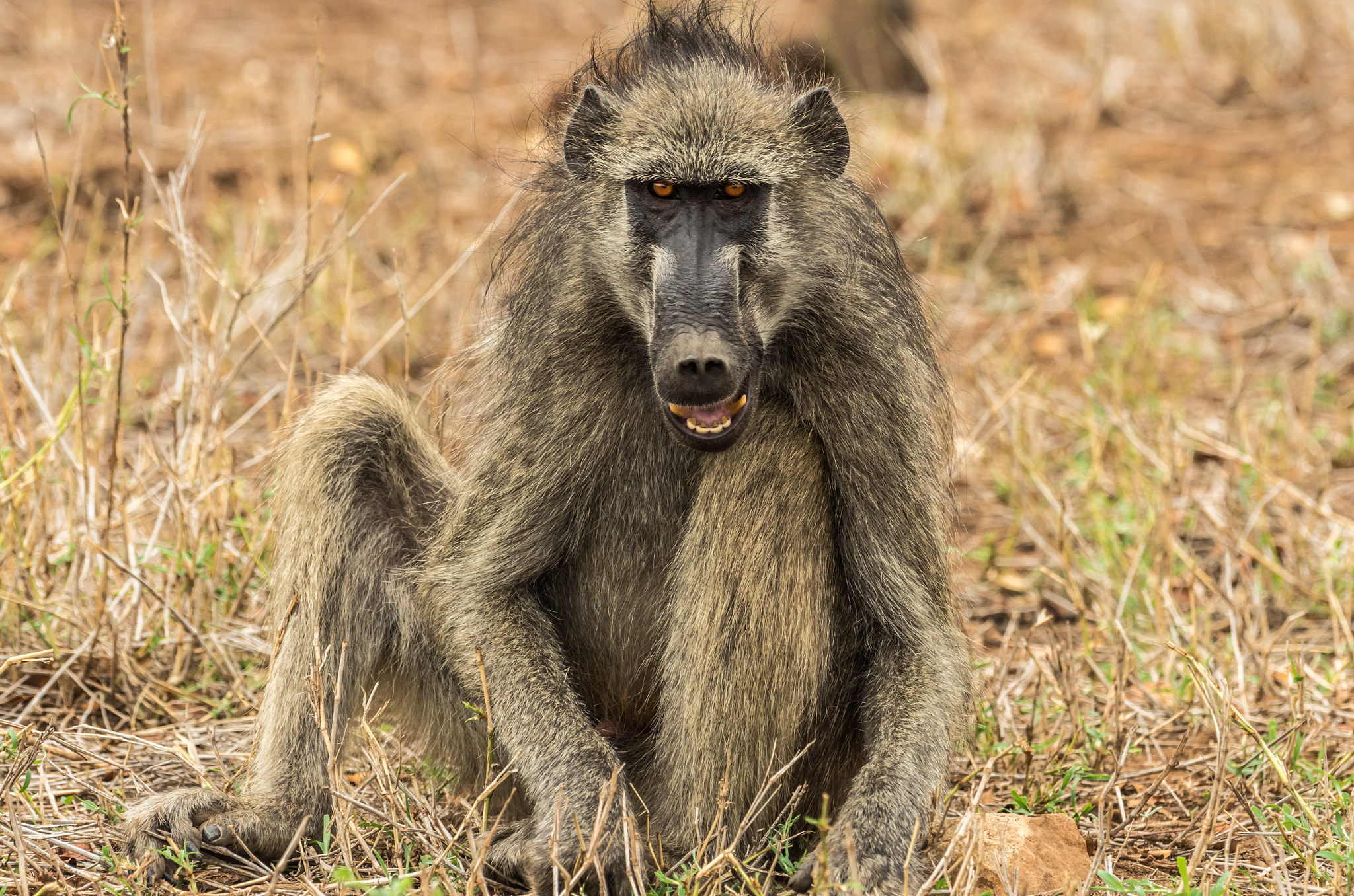 Pentax K-5 II sample photo. Chacma baboon photography