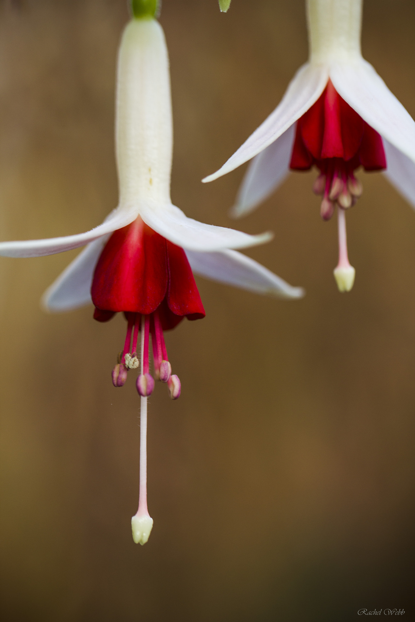 Canon EF 100mm F2.8L Macro IS USM sample photo. Fuscia photography