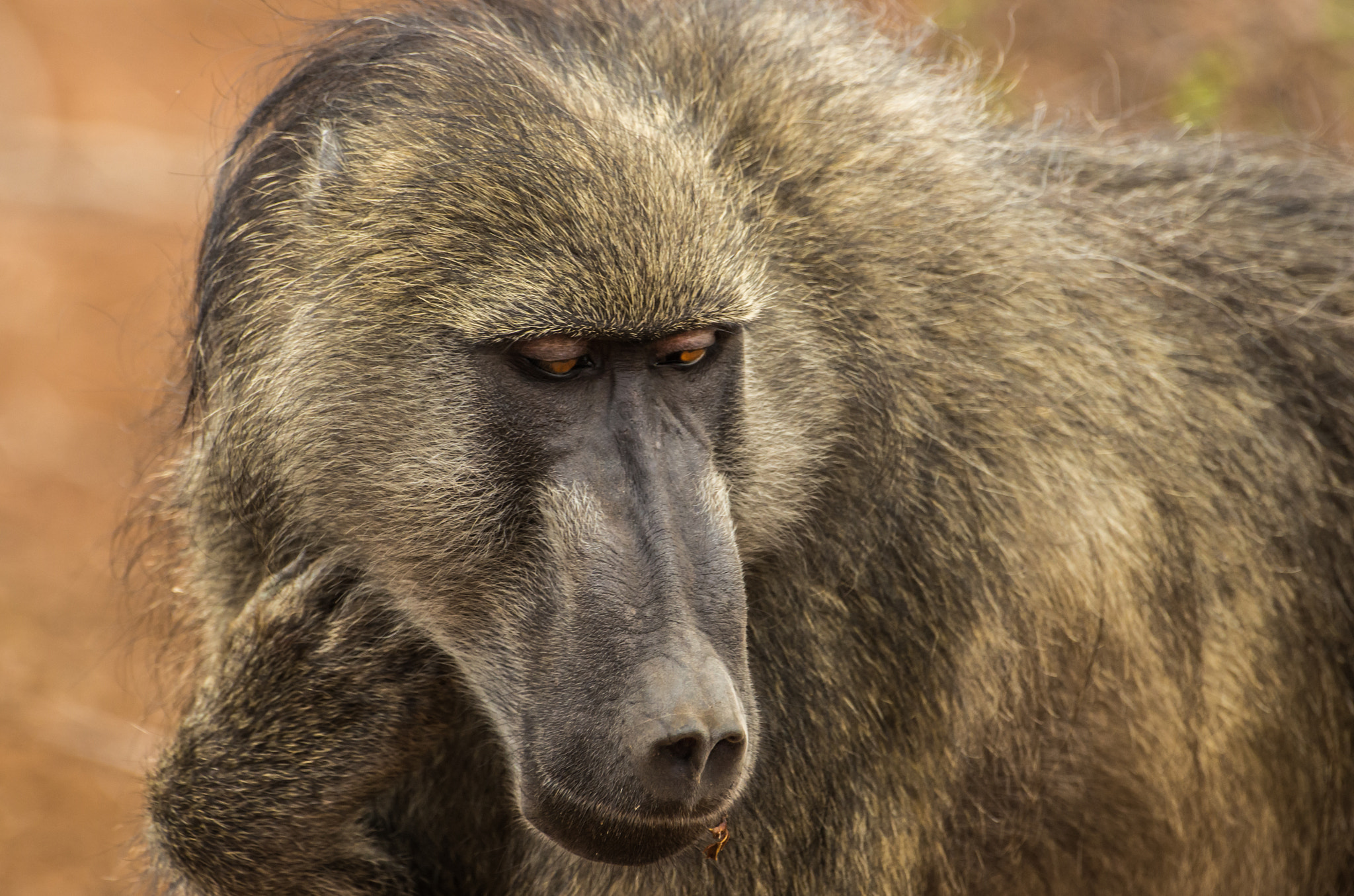 Pentax K-5 II sample photo. Chacma baboon photography