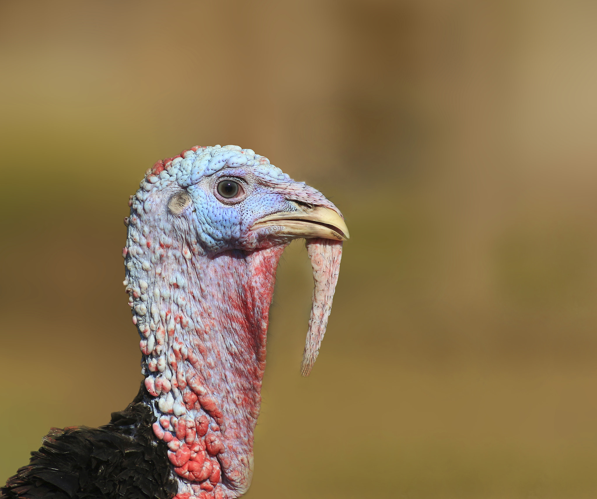 Canon EOS 650D (EOS Rebel T4i / EOS Kiss X6i) sample photo. Meleagris gallopavo photography