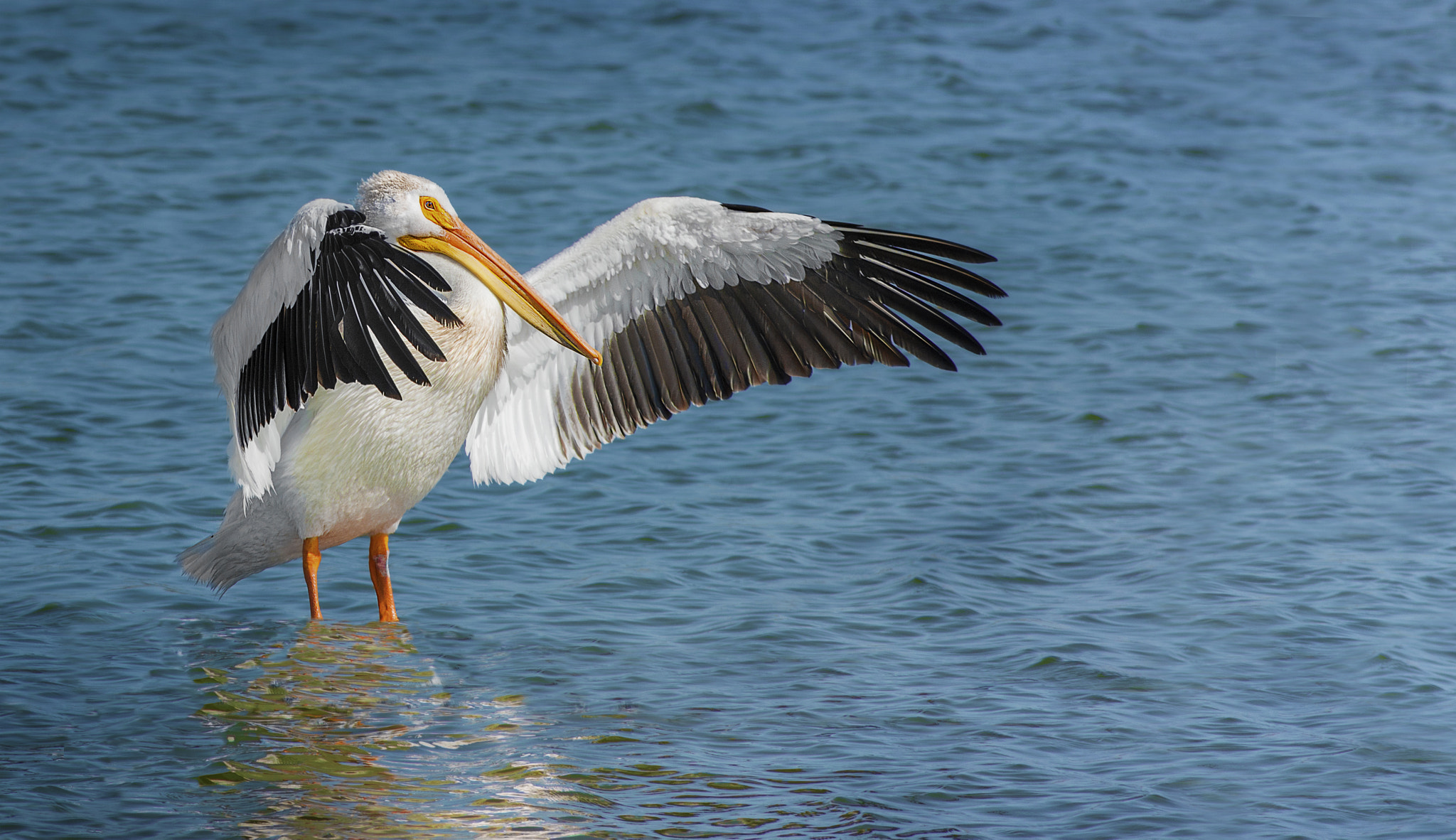 Nikon D800E + AF Nikkor 300mm f/4 IF-ED sample photo. Maestro photography