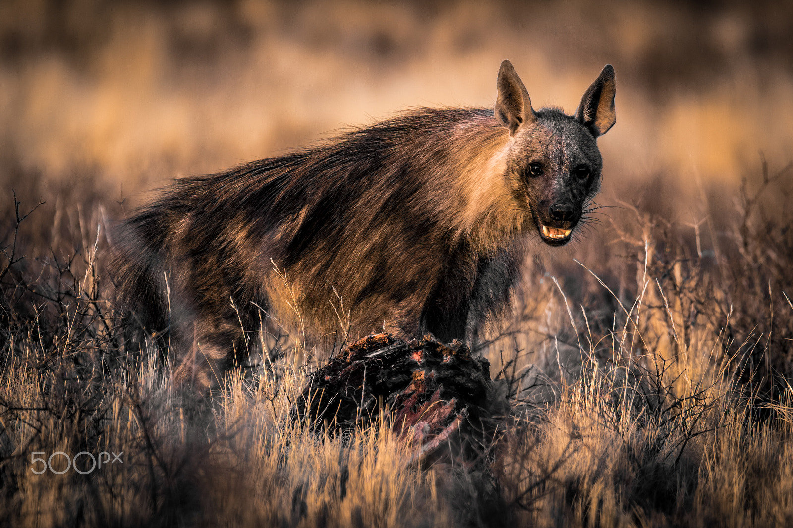 Sigma 150-600mm F5-6.3 DG OS HSM | C sample photo. Brown hyena photography