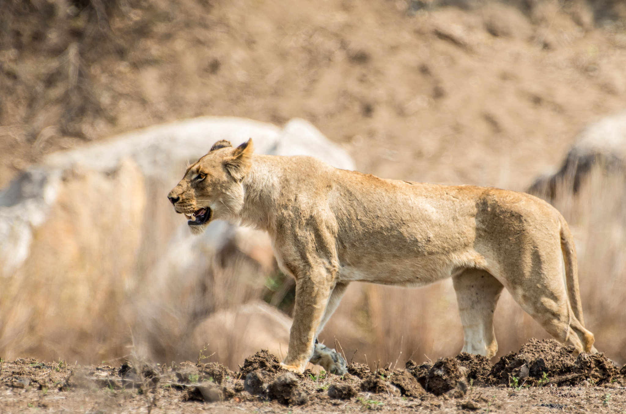 Pentax K-5 II + Pentax D FA 150-450mm F4.5-5.6 ED DC AW sample photo. Lioness hunting photography