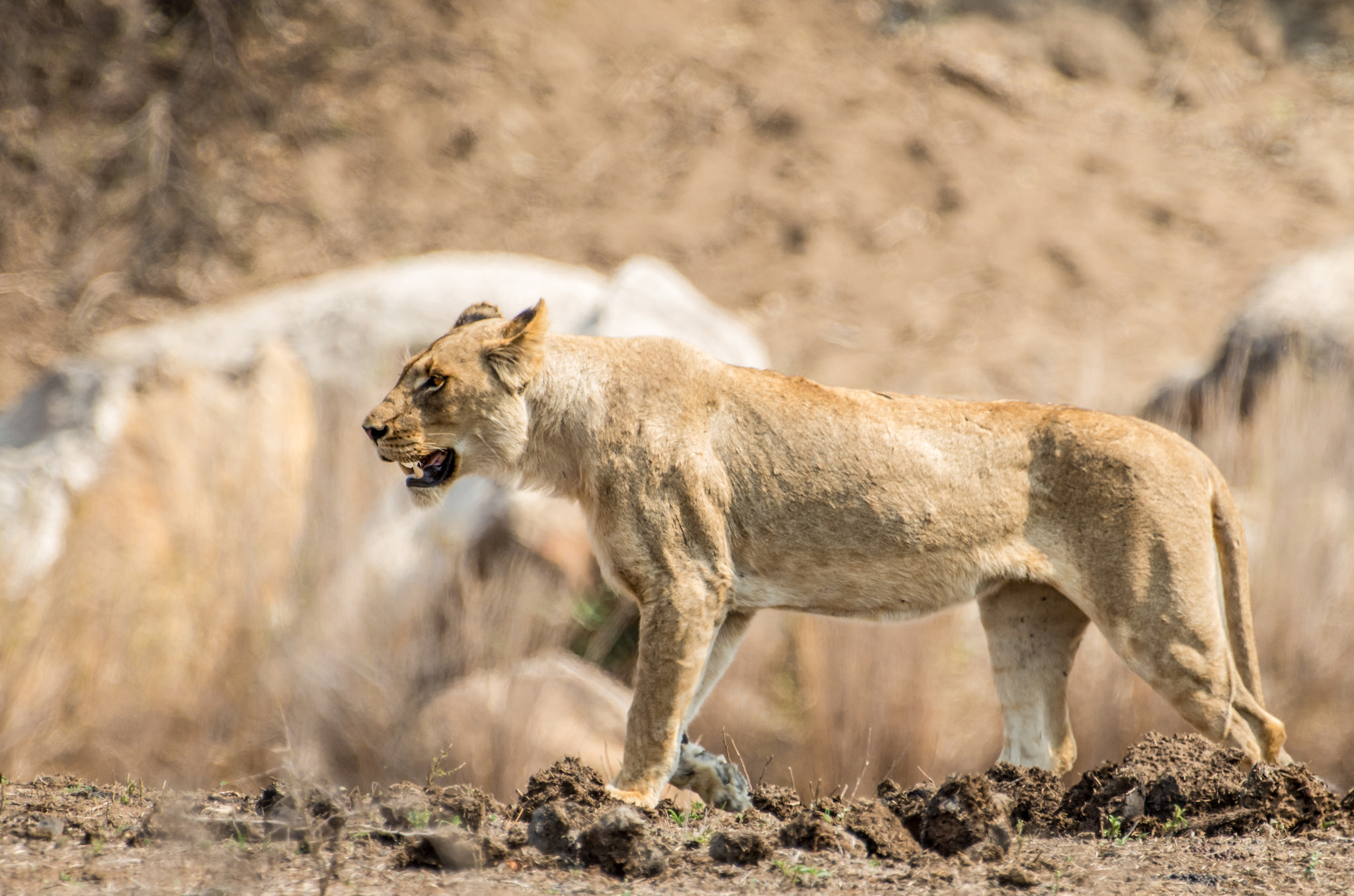 Pentax K-5 II sample photo. Lioness hunting photography
