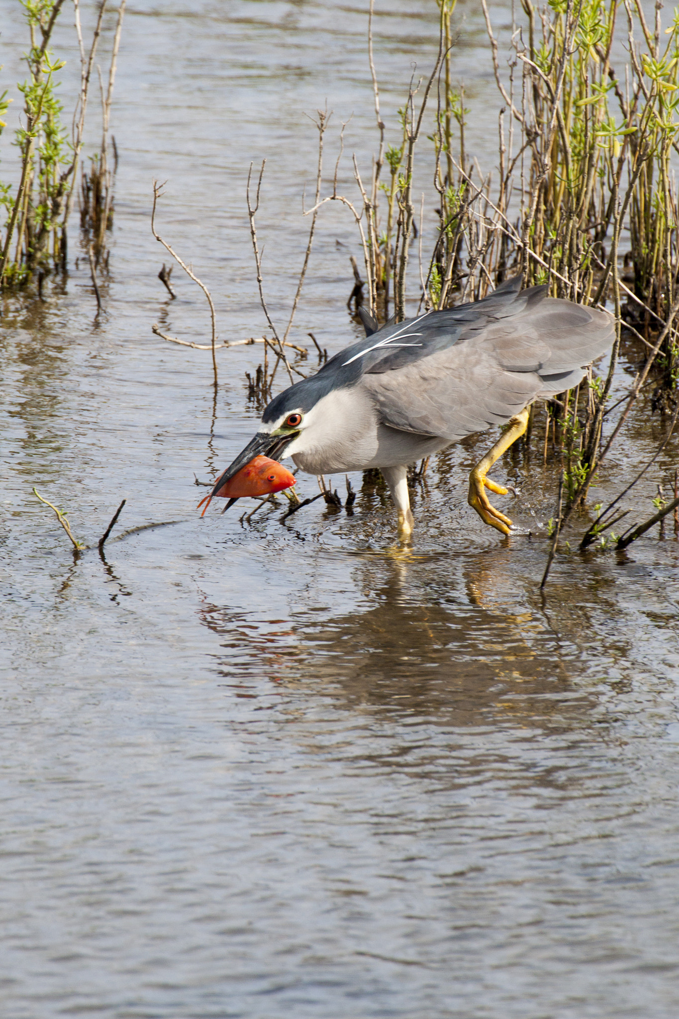Canon EOS 500D (EOS Rebel T1i / EOS Kiss X3) sample photo. Black-crowned night heron with some prey photography